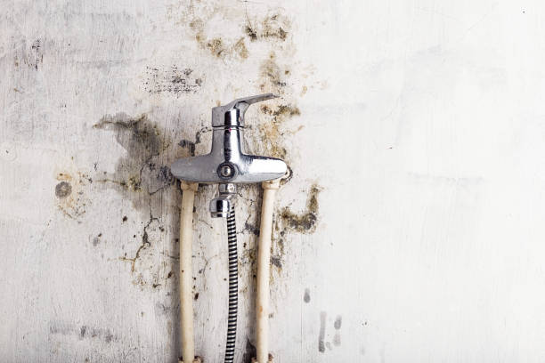 Best Home Mold Removal  in Twin Falls, ID