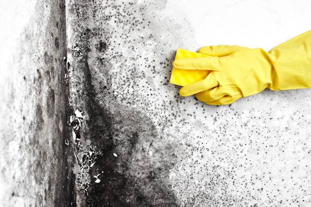 Best Toxic Mold Removal  in Twin Falls, ID