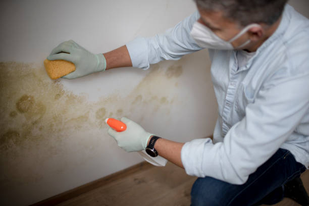 Best Professional Mold Removal  in Twin Falls, ID