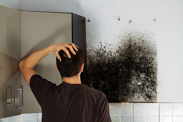 Best Mold Testing  in Twin Falls, ID