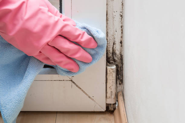 Best Black Mold Removal  in Twin Falls, ID