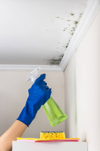 Best Local Mold Removal Service  in Twin Falls, ID