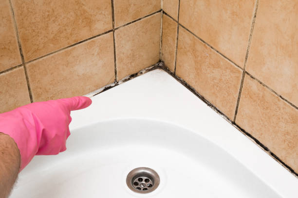 Best Home Mold Removal  in Twin Falls, ID