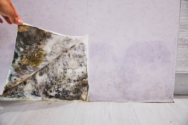 Reliable Twin Falls, ID Mold Removal Solutions